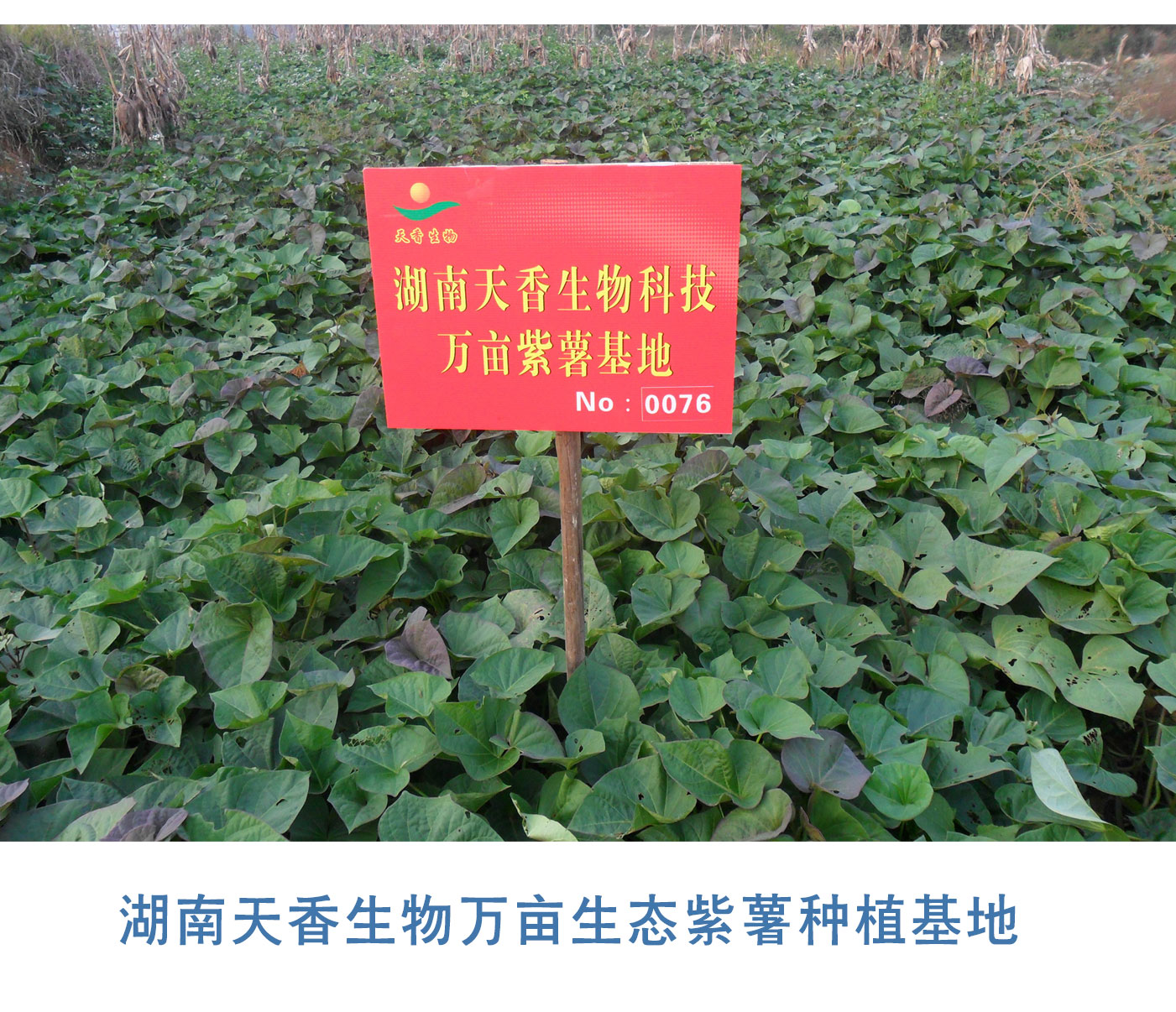 產(chǎn)業(yè)帶動