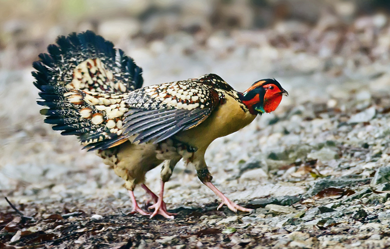 邵陽諸多農(nóng)特產(chǎn)的發(fā)源地 關于家鄉(xiāng)的雪峰山你了解多少？