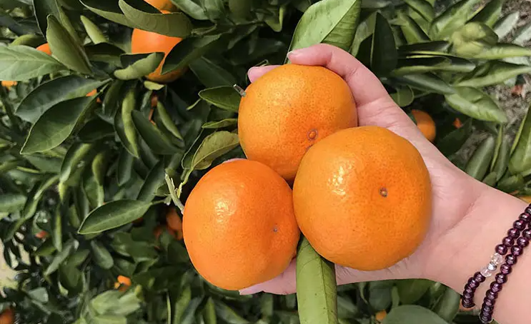 邵陽諸多農(nóng)特產(chǎn)的發(fā)源地 關于家鄉(xiāng)的雪峰山你了解多少？