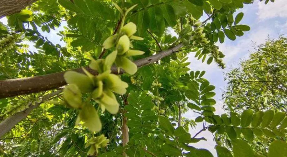 邵陽諸多農(nóng)特產(chǎn)的發(fā)源地 關于家鄉(xiāng)的雪峰山你了解多少？